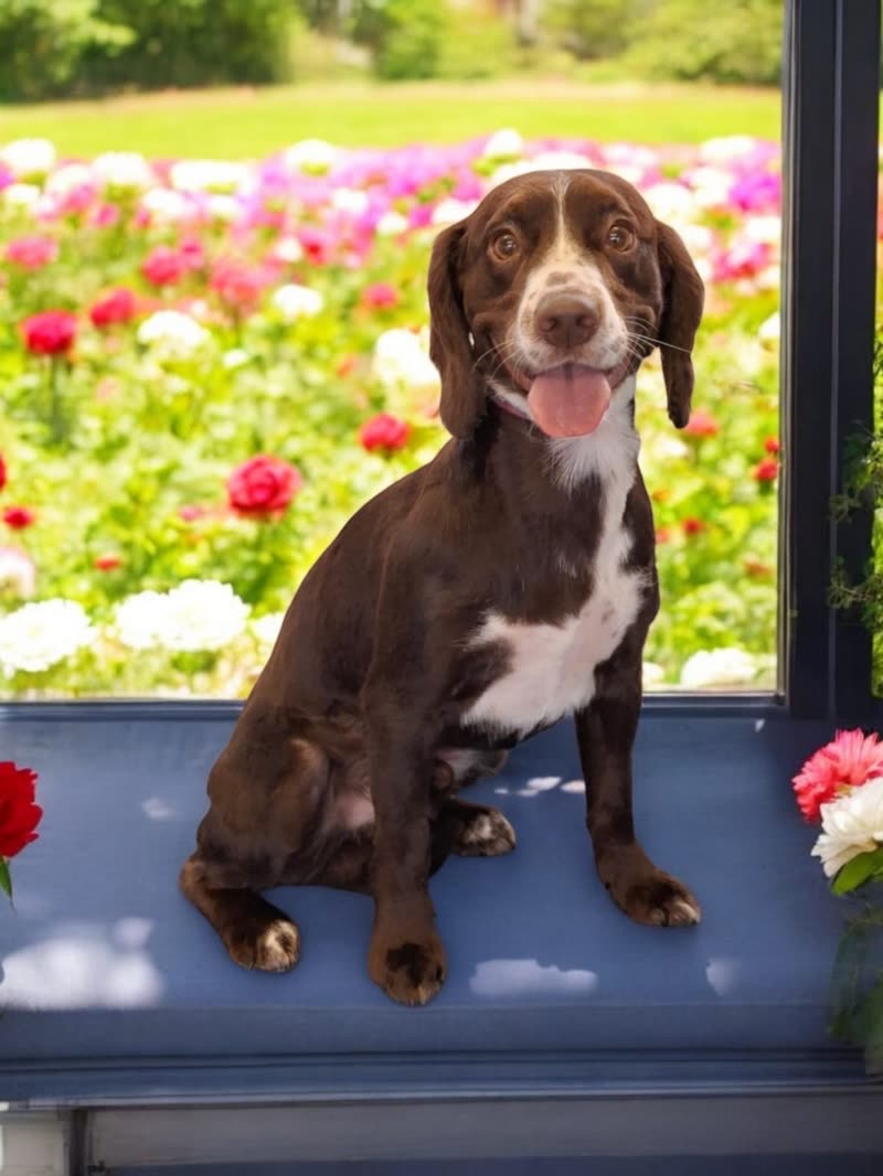 A chocolate-and-white spaniel-type dog sitting on a doorstep in front of a bed of flowers