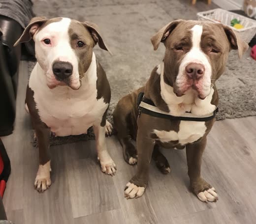 Two bull-breed dogs sitting side by side indoors, one wearing a harness