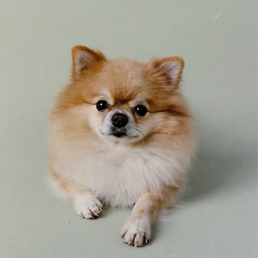 A close view of a small dog's freshly trimmed paw